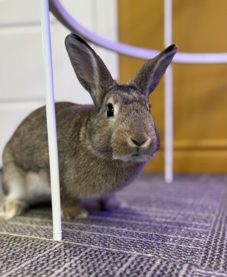 Un nouveau collègue… à grandes oreilles ! 🐰